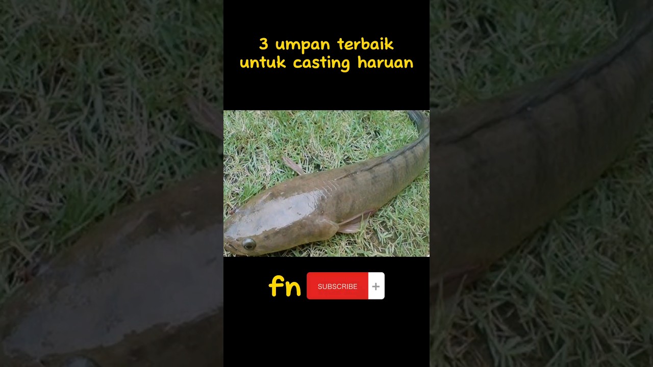 3 jenis umpan terbaik untuk casting haruan #fishing #gabus #hampala #abugarcia #lurefishing