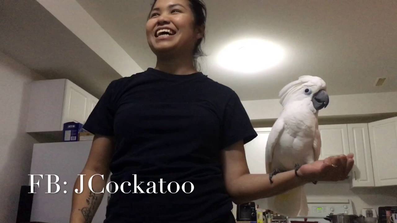 Joseph(cockatoo) chasing the fly😂😂😂