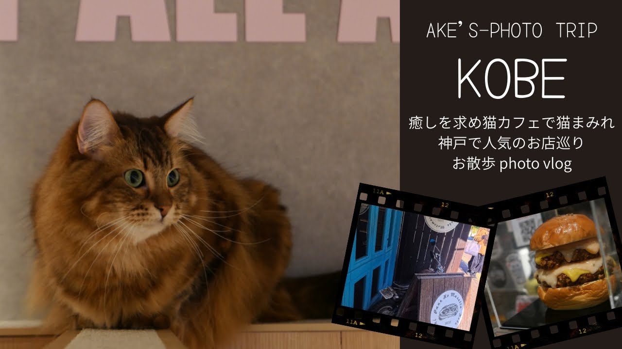 癒しを求め猫カフェで猫まみれ神戸で人気のお店巡り休日 photo vlog