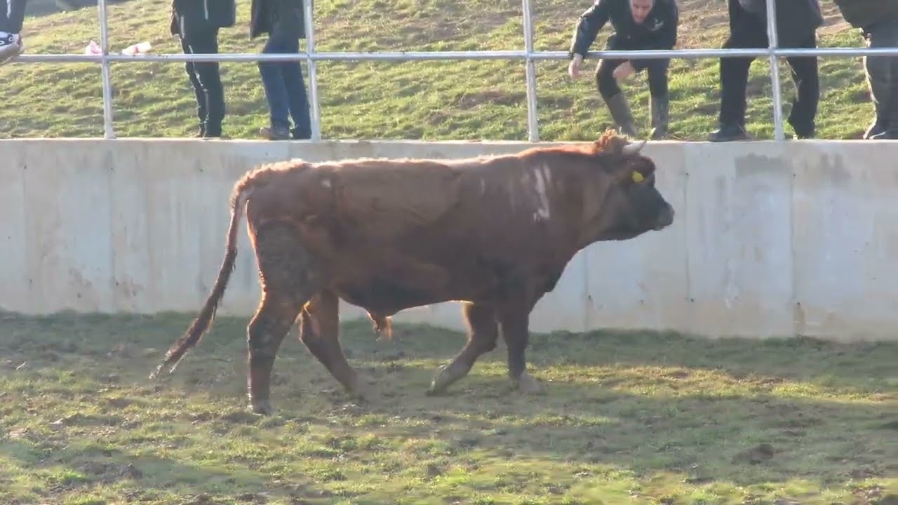 Toro od Draginovića vs Afrika od Briše Kutanja 2024