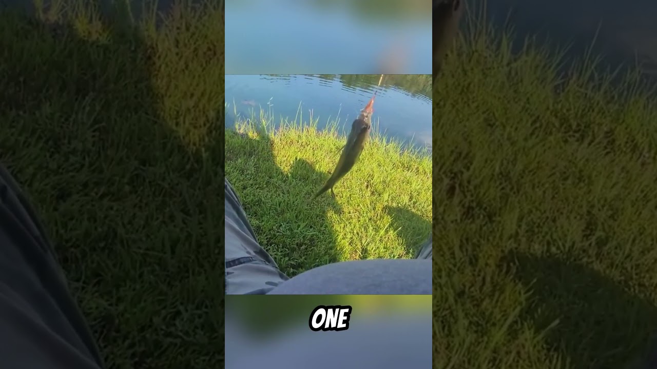 Лещ = Непрерывный кайф 🎣 #СемейнаяРыбалка #Лещ