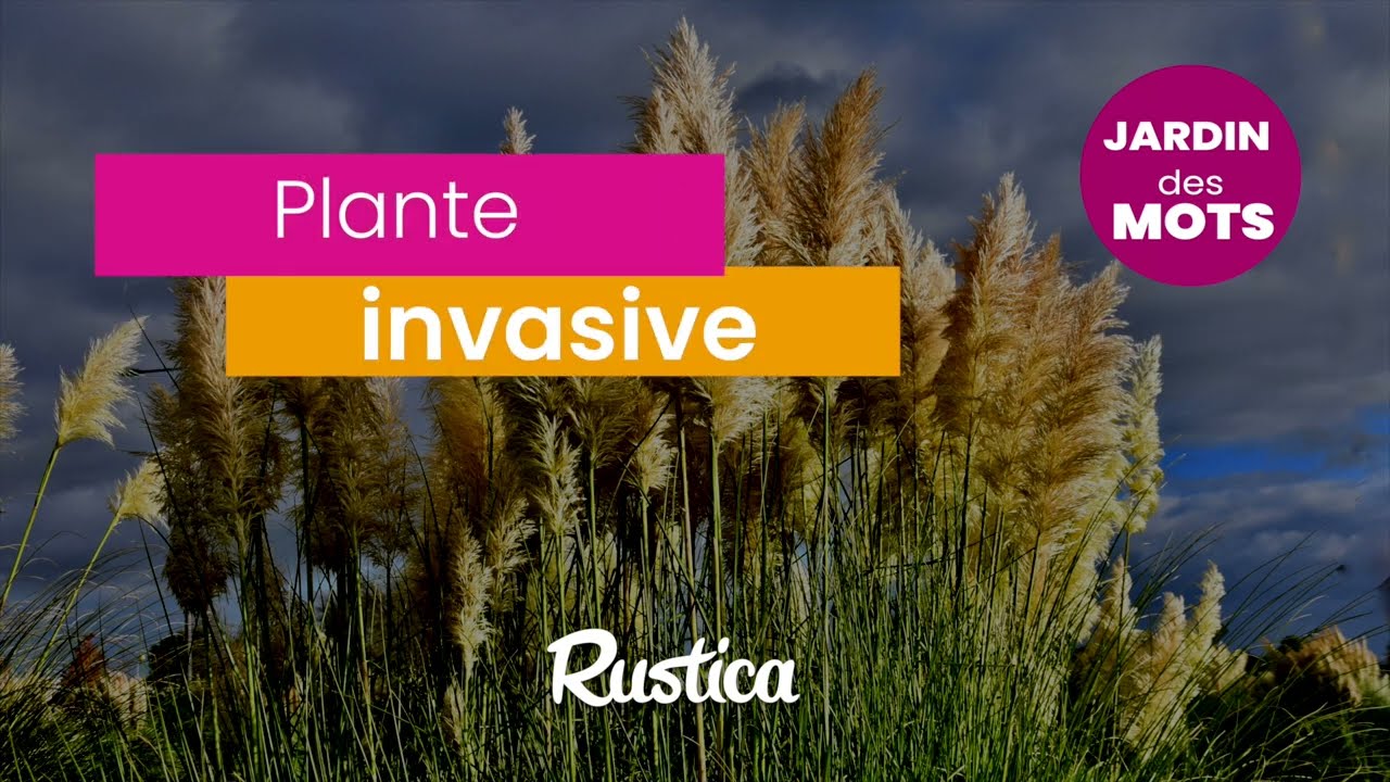 Jardin des mots : plante invasive