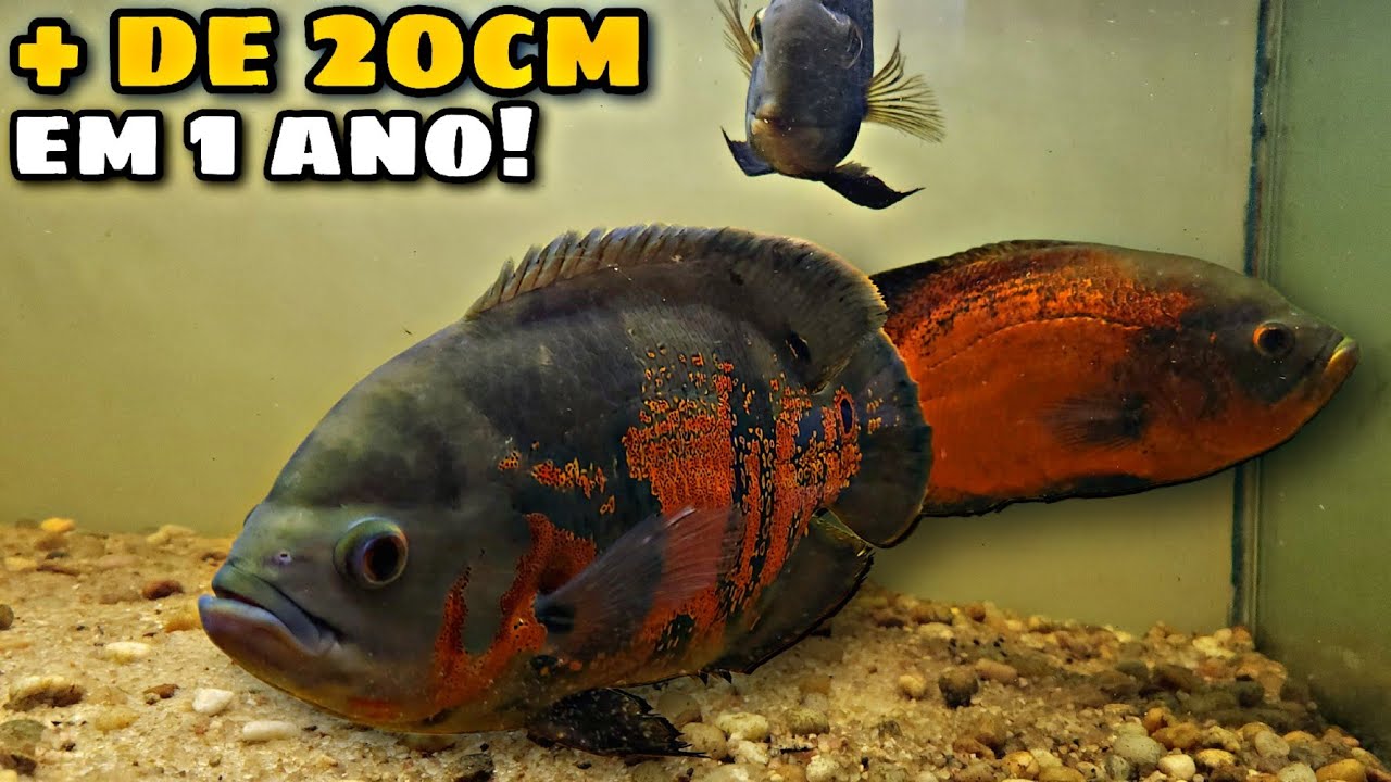 COMO ACELERAR O CRESCIMENTO DO SEU PEIXE OSCAR