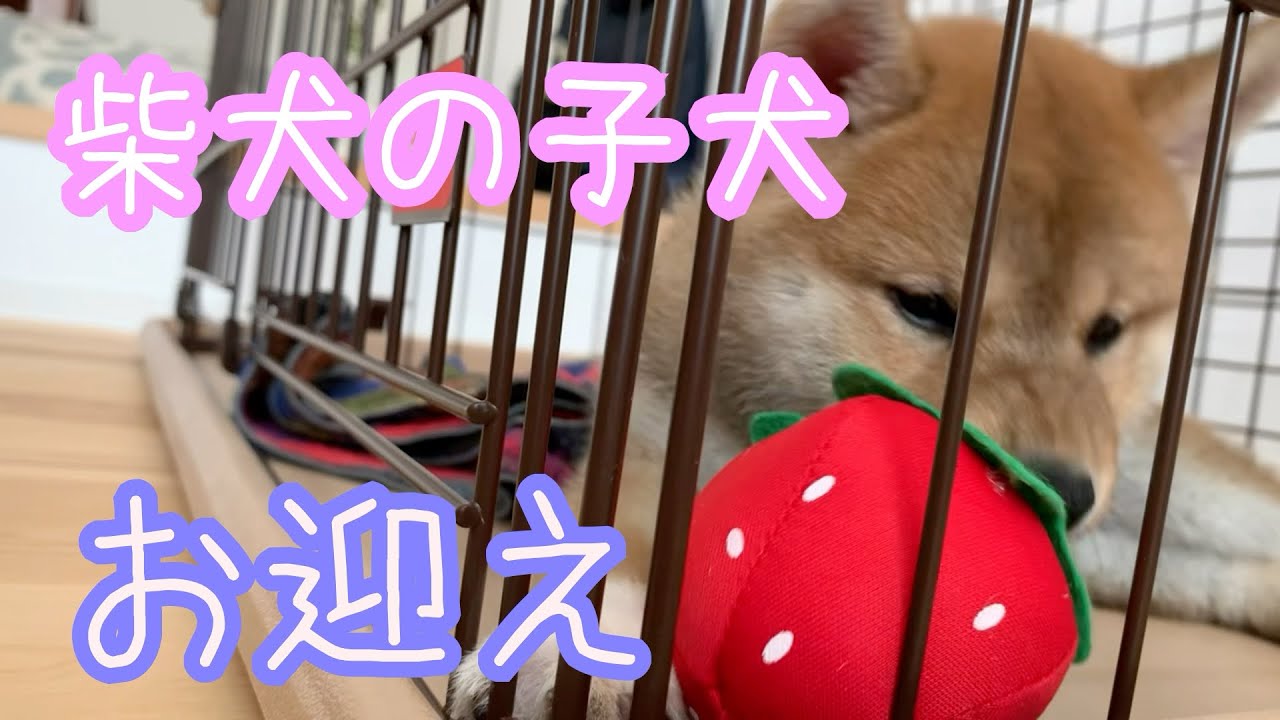 柴犬の子犬をお迎えに行きました