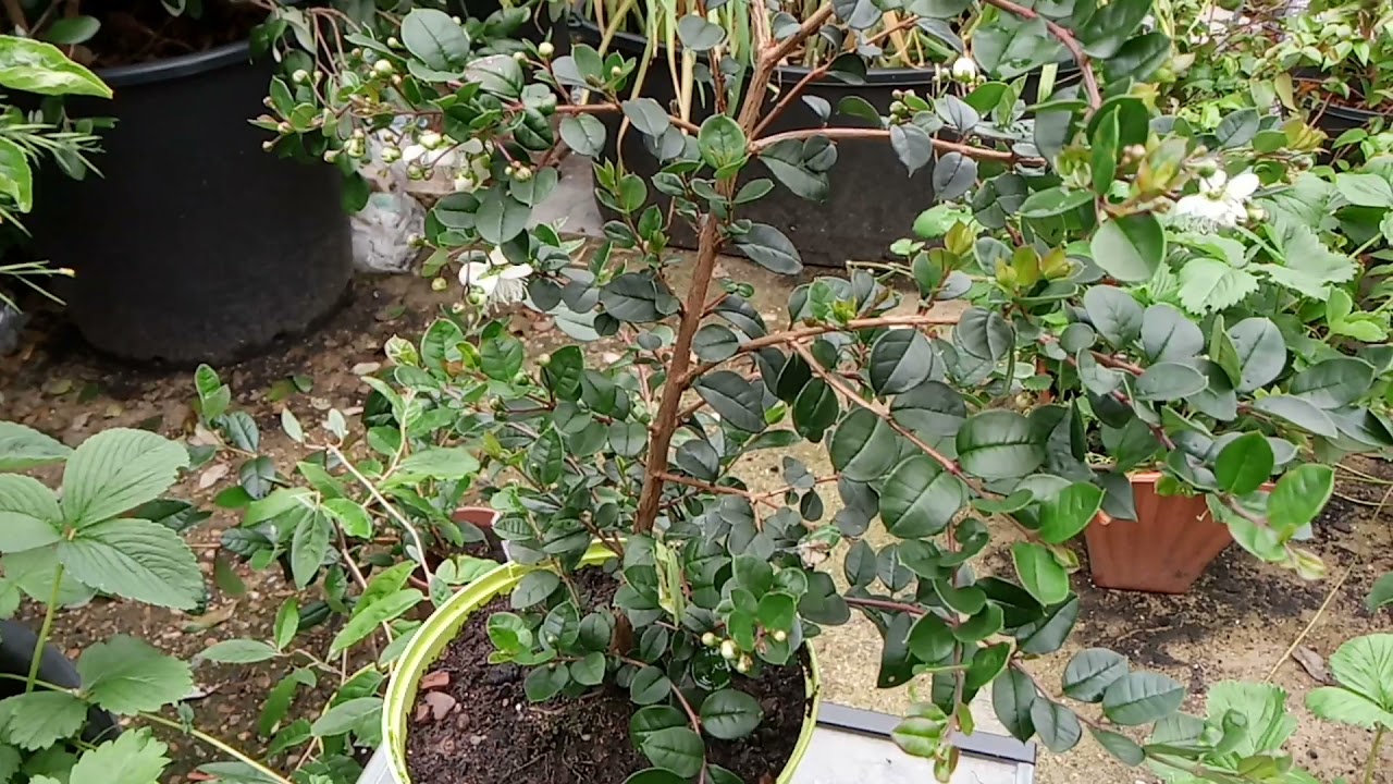 Growing Chilean myrtle in England