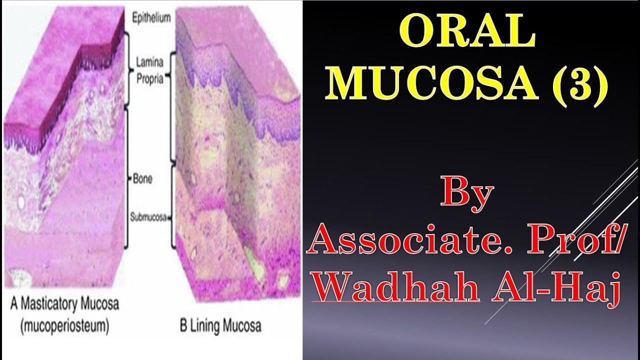11- Oral mucosa (3) –Lining and specialized mucosa -Dr Wadhah Oral histology lectures.د/ وضاح الحاج