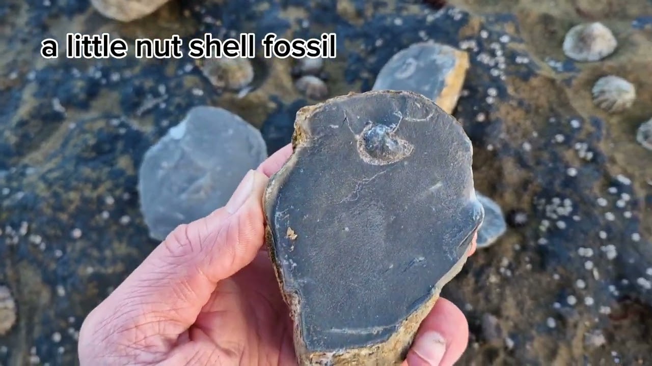 Port Mulgrave Fossil Hunt ⚒️ 26th January 2024 🗓 | Fossils