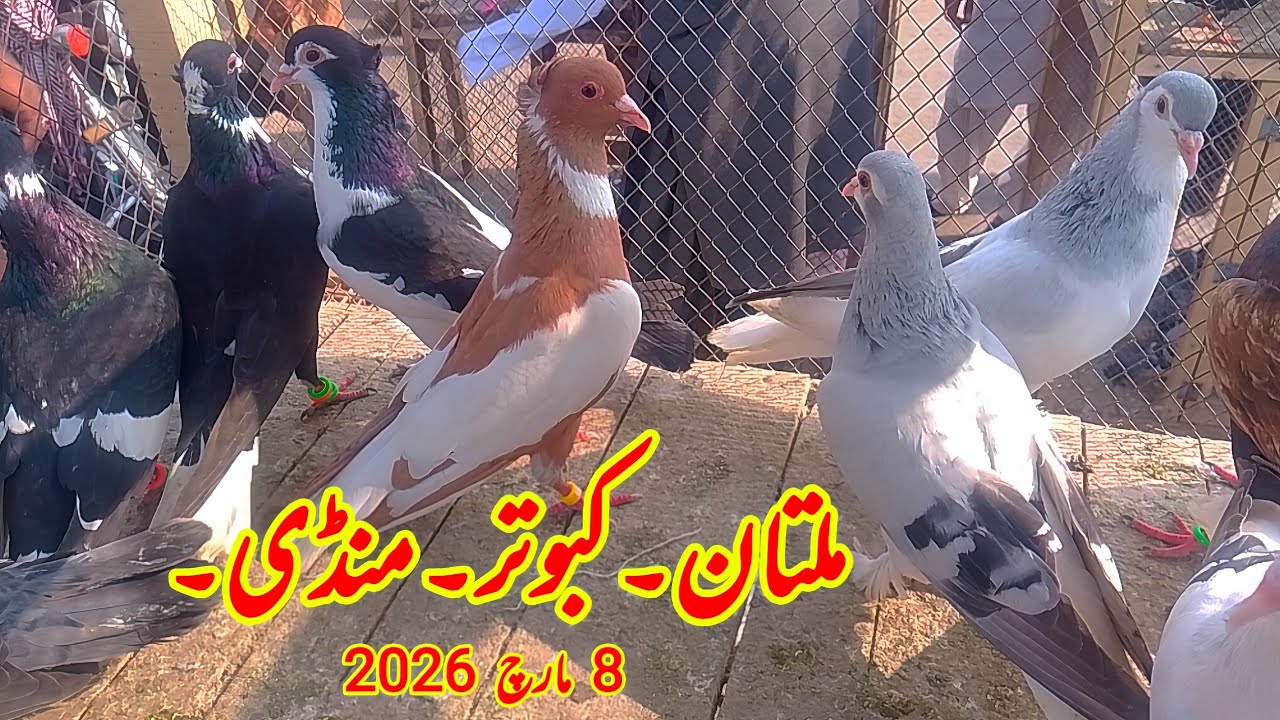 Multan kabootar mandi|Ch Junaid pegions|multan kabutar mandi|Gola kabootar mandi|multan birds market