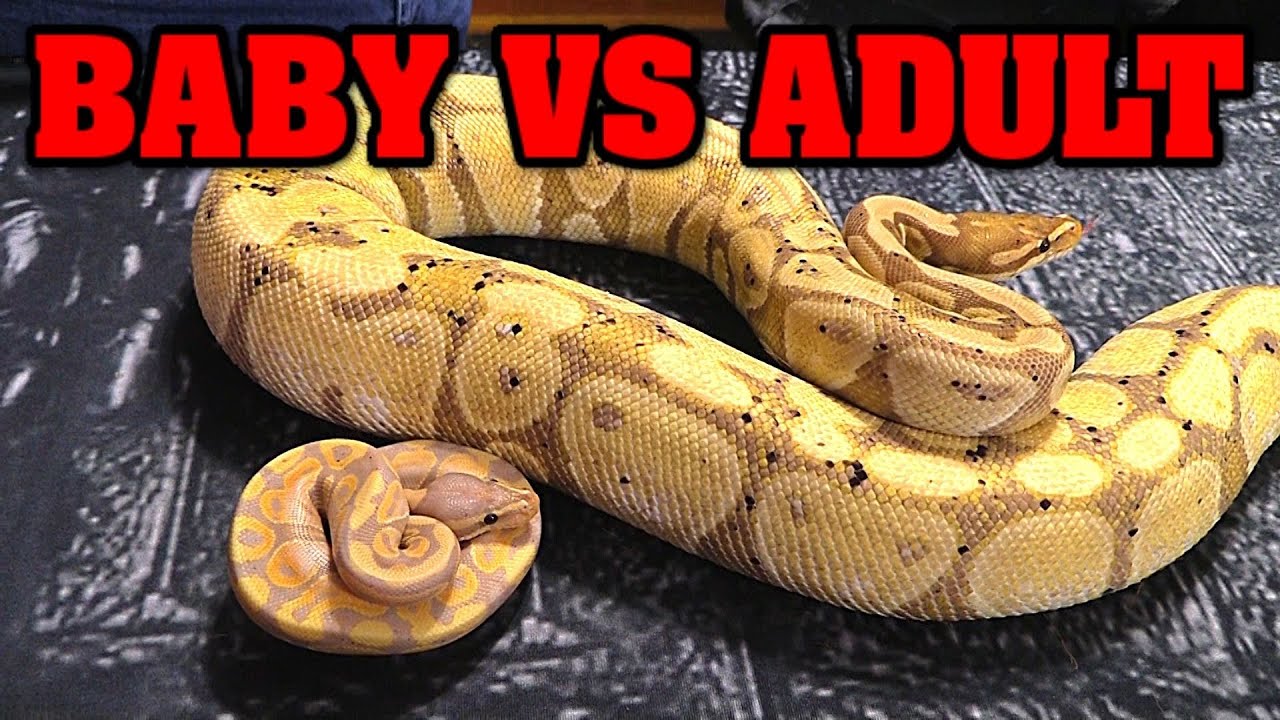 What is the difference in color in a baby ball python vs an adult ball python?  See BOTH.