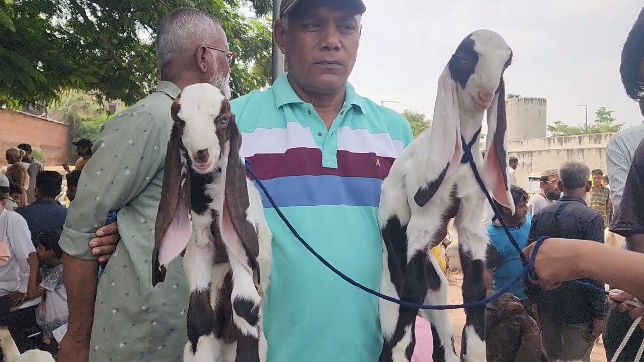 Ahmedabad Riverfront Bakra Mandi Update Sunday Goat Market With Feroz Bhai Ahmedabad.
