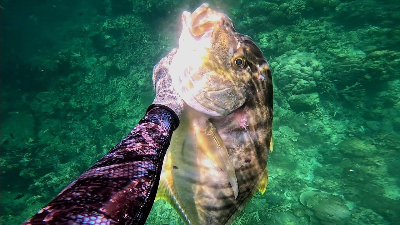 GOLDEN TREVALLY🙌 | ISDANG MASARAP PANG SIGANG😋#spearfishingphilippines #viral #food #fish #fishing 