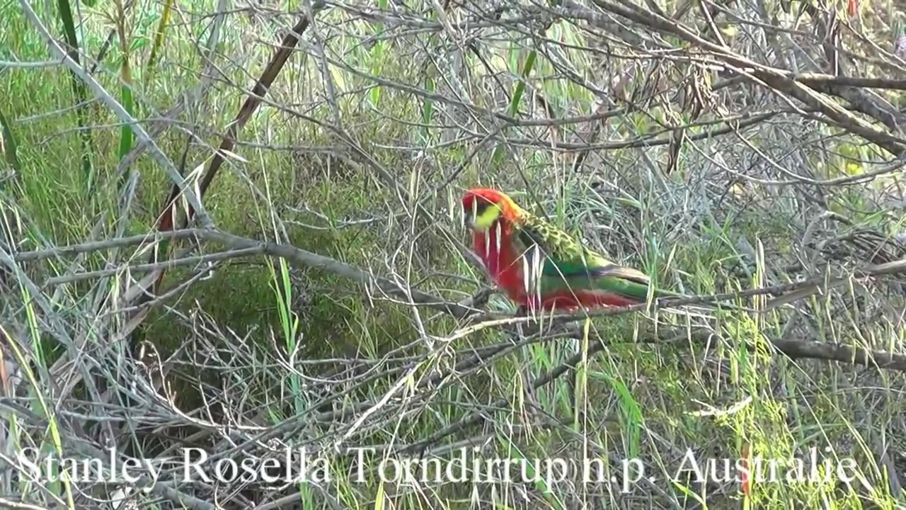 Stanley Rosella / Western Rosella.