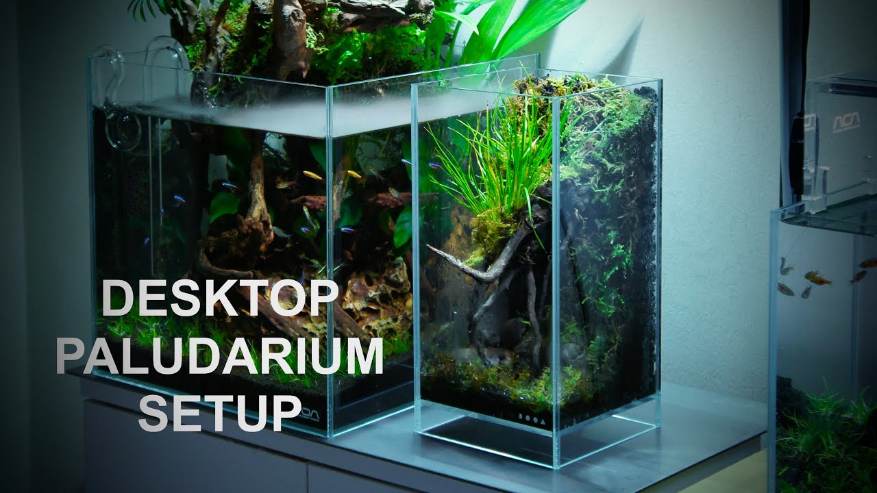 DESKTOP PALUDARIUM - Making a Small Terrarium with DOOA Neo Glass Air