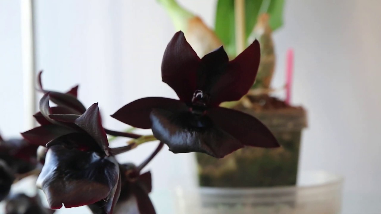 Monnierara Millenium Magic 'Witchcraft'
