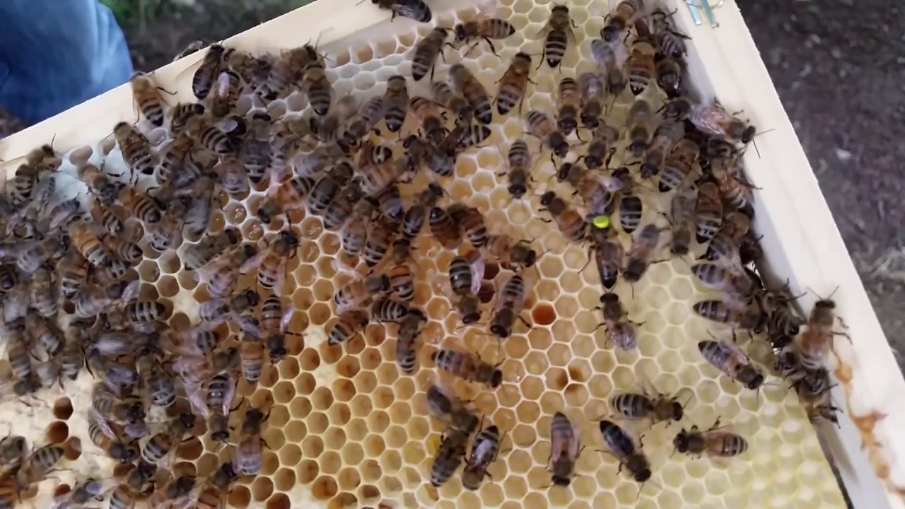 Kontrola przyjęcia matki nieunasiennionej - Pasieka Melissa