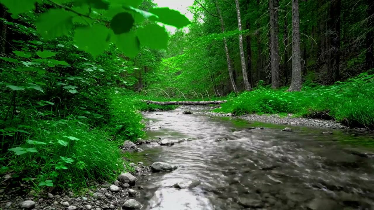 Crystal Clear Forest Stream & Soft Bird Sounds for Deep Sleep, Relaxation & Study Focus