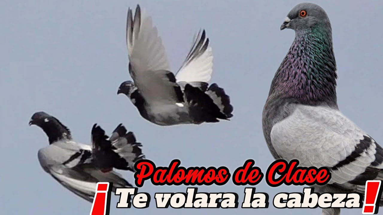 NO TE LO PIERDAS ¡Te volara la CABEZA con este PALOMAR de Vuelo!