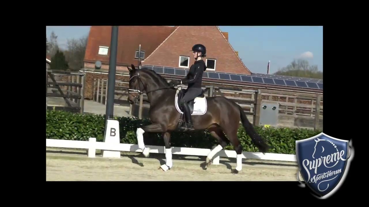 'Tiffany' 2022 Mare by Taurus x Furstenball x De Niro