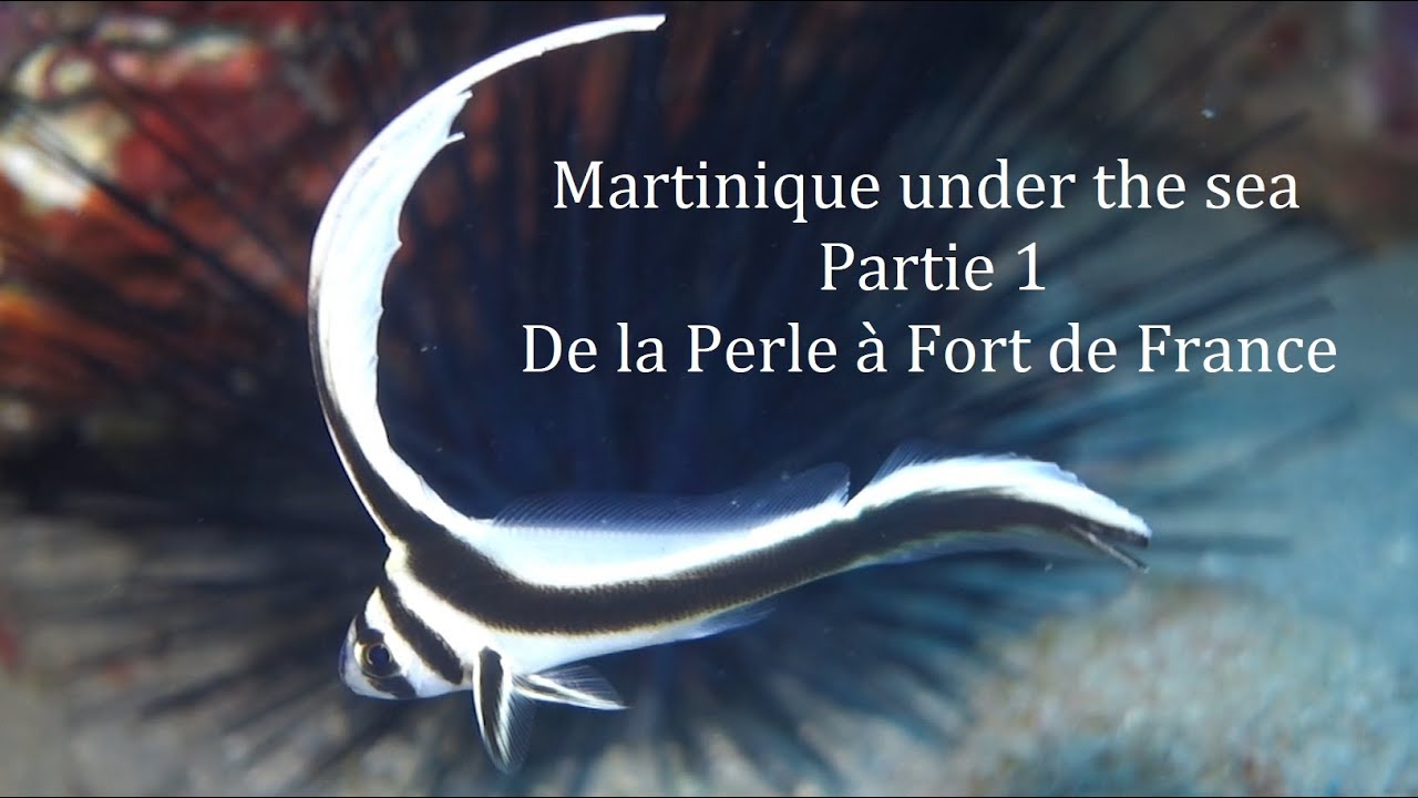 Martinique under the sea - partie 1 - De la Perle à Fort de France