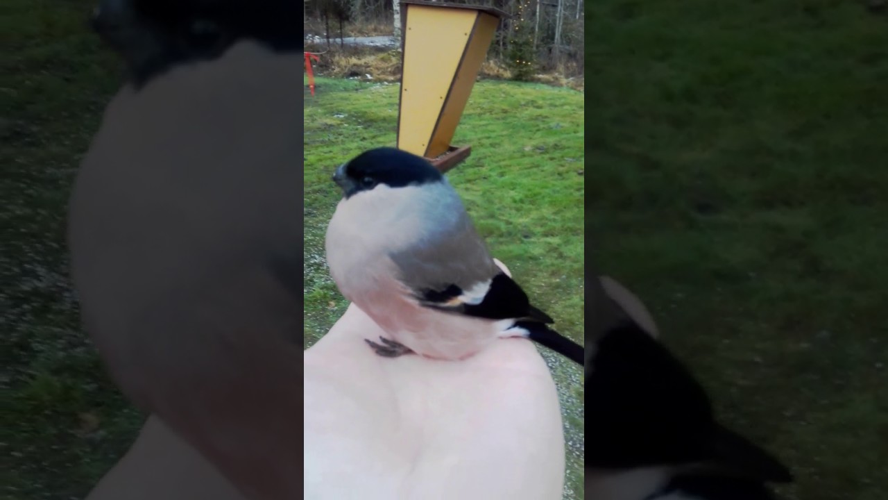 Kesy punatulkku