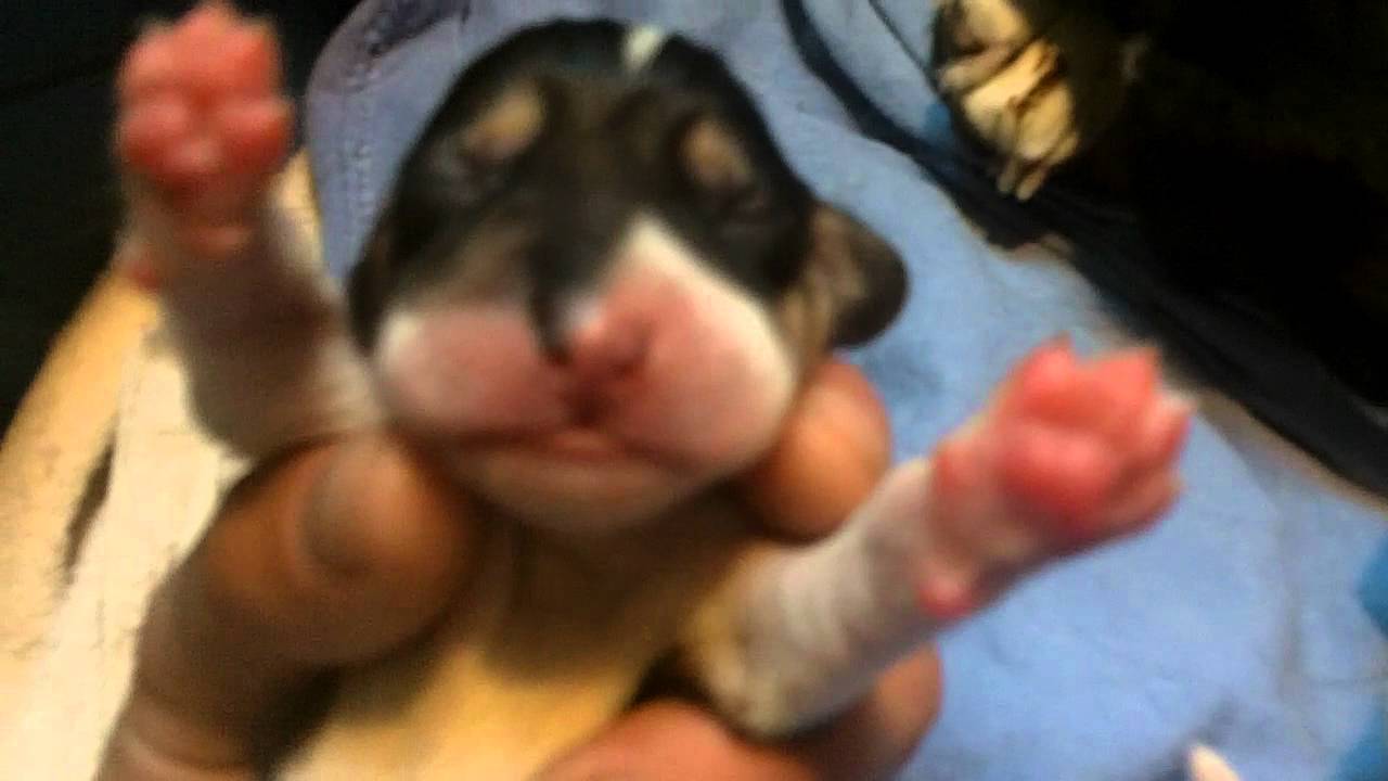 Beagle puppies 1 day old