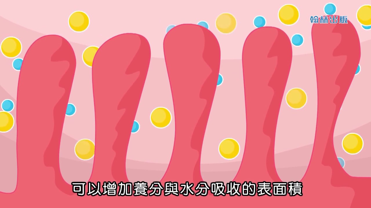 人體3D動畫解說─消化系統