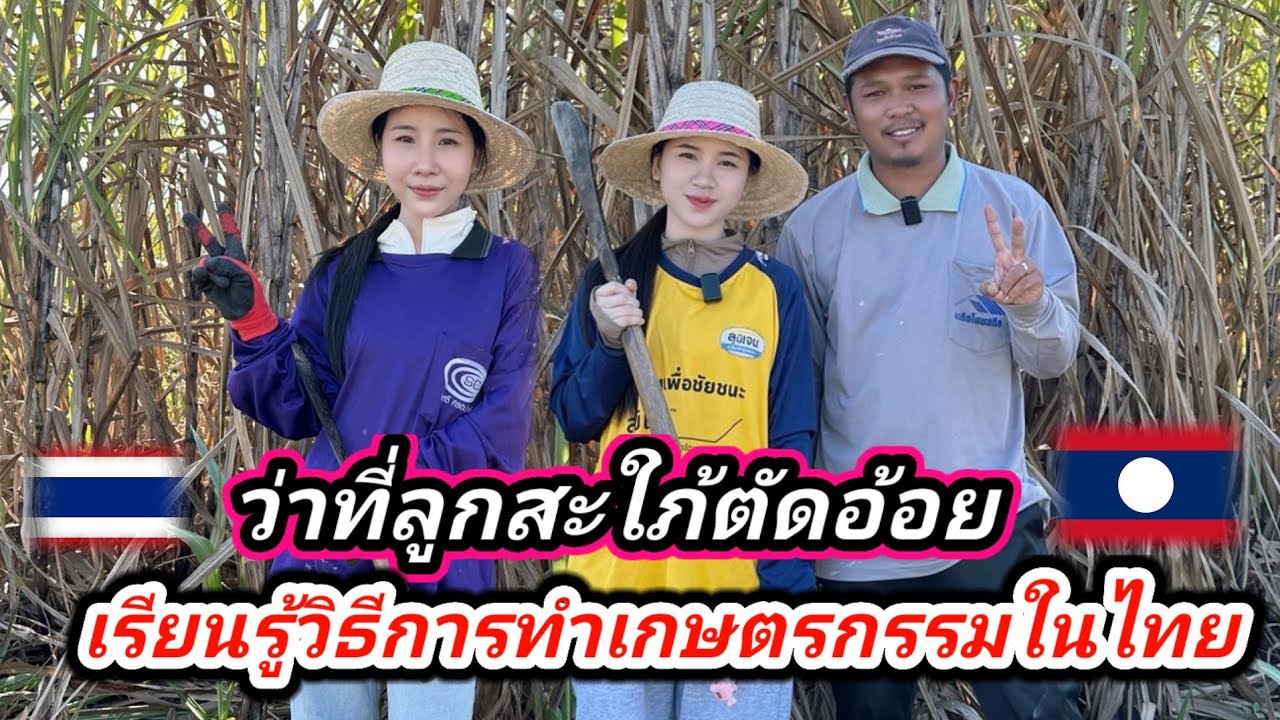 ว่าที่ลูกสะใภ้​จริงหรือไม่​ #น้องติน่า #สาวลาว วันนี้เรียน​รู้การตัดอ้อย​แอบขโมยของหนุ่มไทยเอาไปขาย