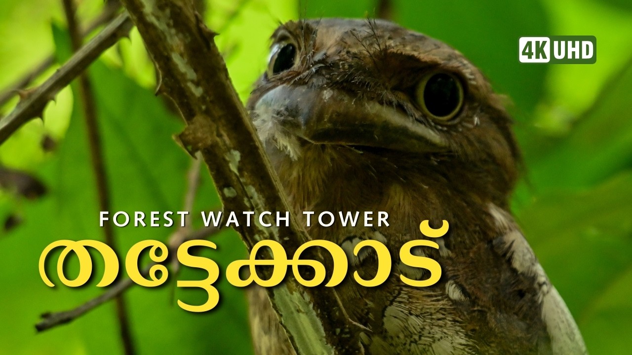 പക്ഷികളുടെ മായികലോകം, Thattekad Bird Sanctuary; 4K UHD @trippingvibes