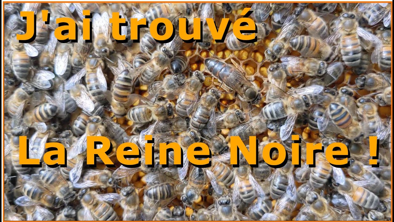 La Ruchette piège la REINE NOIRE 🐝🎉