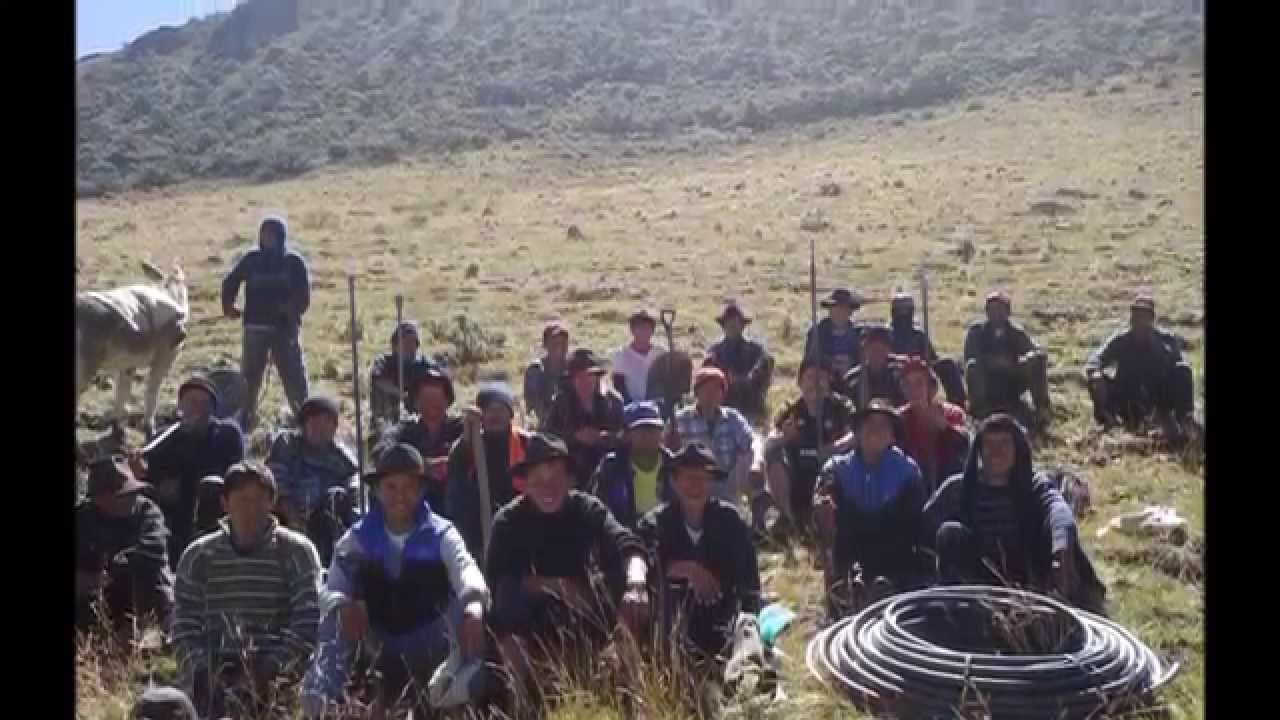 Gorrión Tauripampino - Primicia 2016