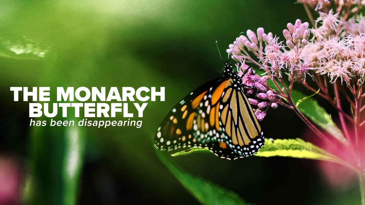 Monarch | A Biodiversity Success Story