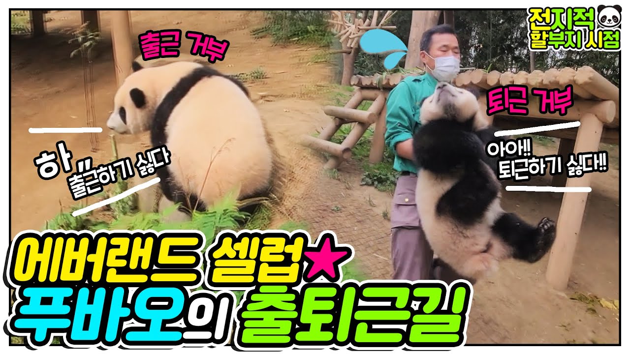 [전지적 할부지 시점] ep.07 더 놀고 싶다고 떼쓰는 아기 판다 푸바오🐼 판다와 할부지! 퇴근을 건 술래잡기! │ 에버랜드 판다월드(Everland Panda Fubao)