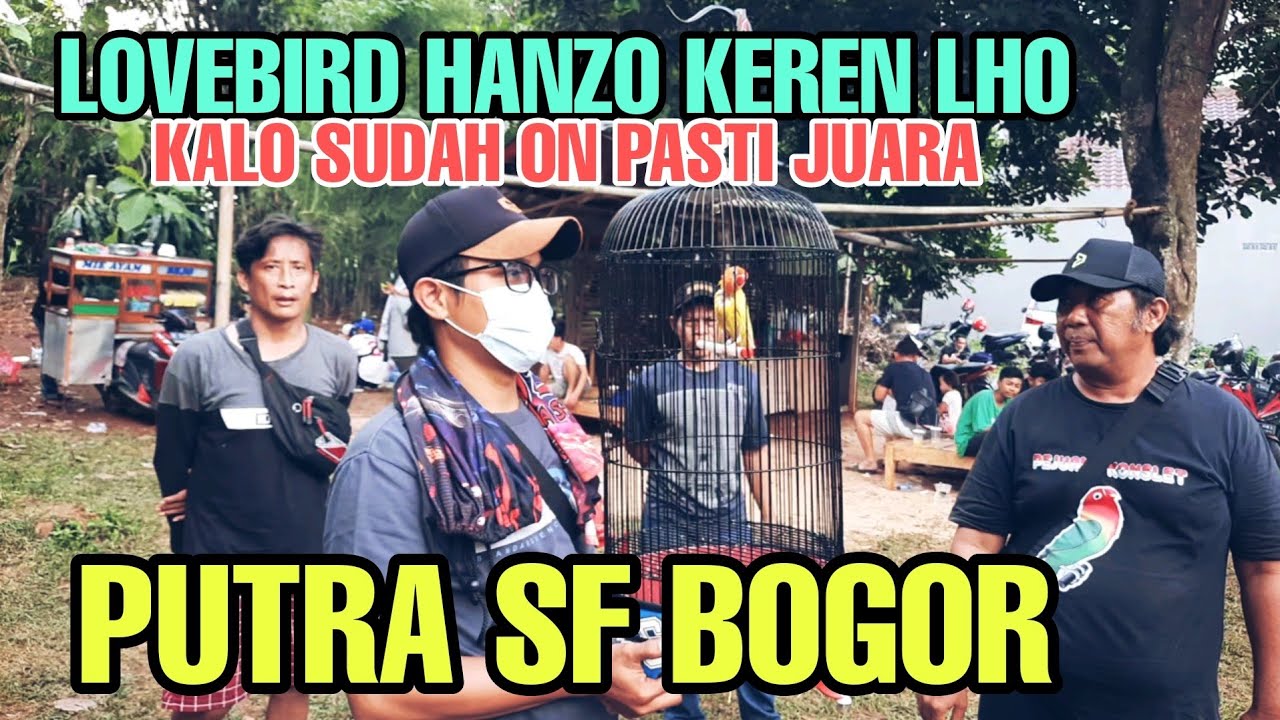 BERKAT SETINGAN KANGKUNG LOVEBIRD KONSLET HANZO MAKIN GACOR | Putra sf bogor