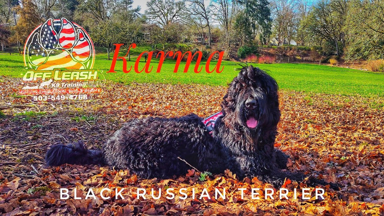 Karma  1 Yr Old | Black Russian Terrier | Best Trained Dogs of OR | Portland OffLeash K9 Training