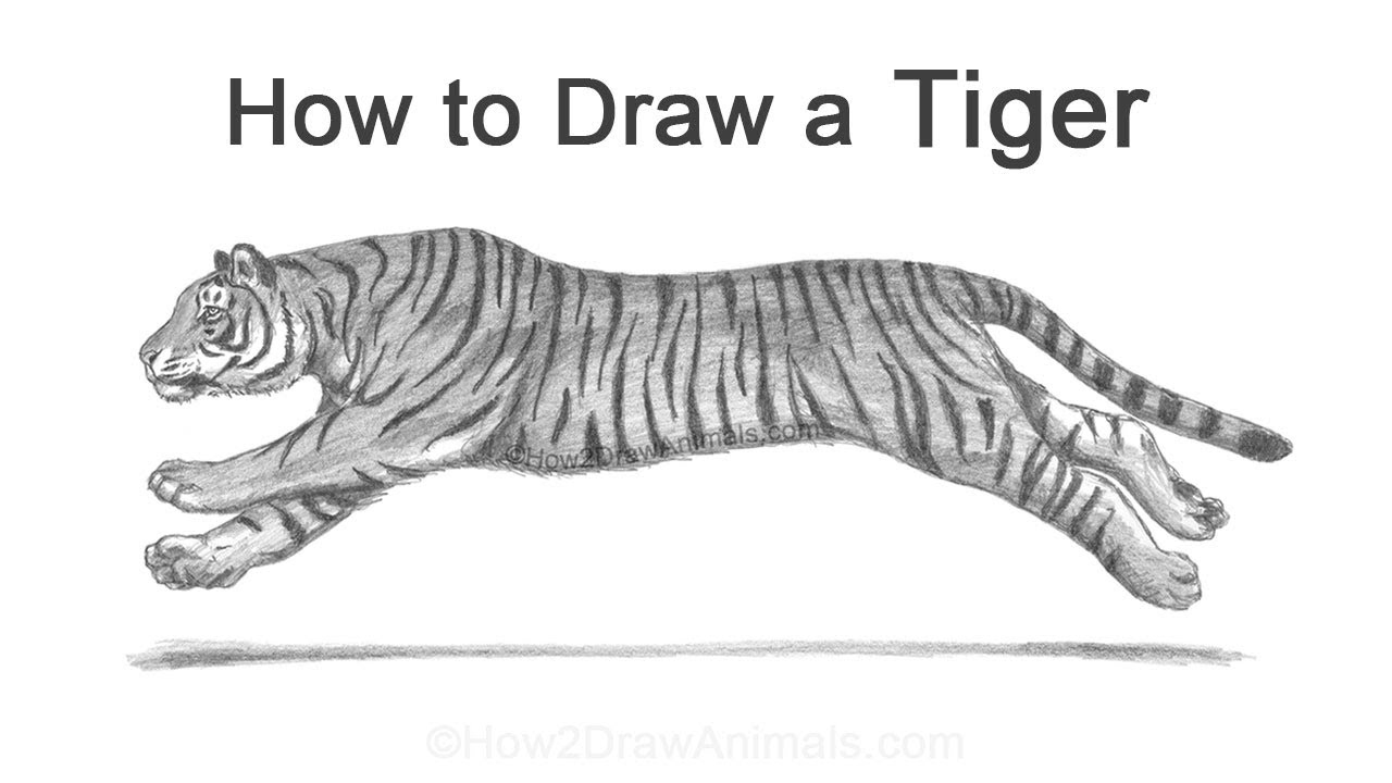 How to Draw a Tiger (Running)