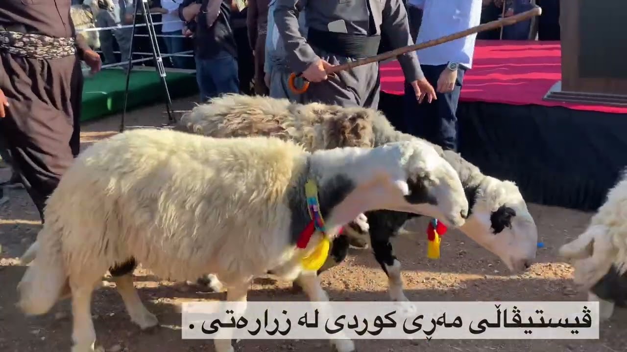 ڤیستیڤاڵی مەڕی کوردی لە زرارەتی
