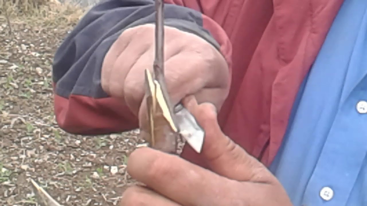 Grafting an apple tree in Kullu, India