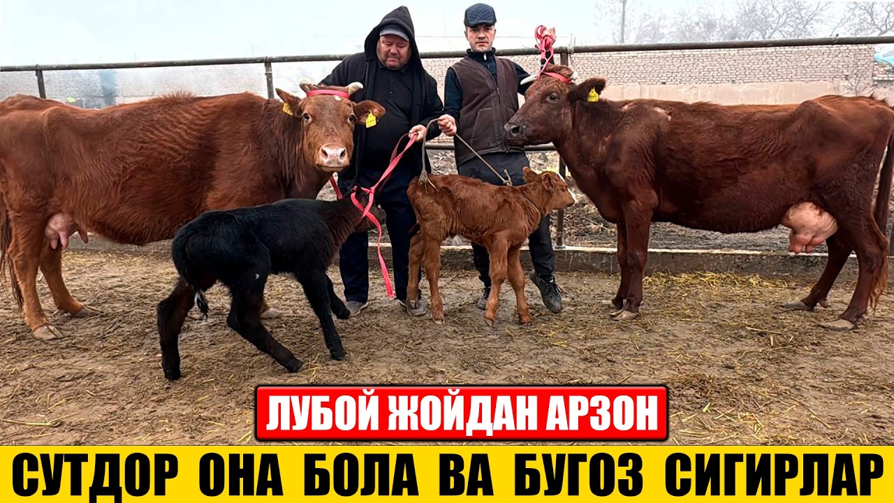 СУТДОР ОНА БОЛА ВА БУГОЗ СИГИРЛАР АРЗОН НАРХДА ИСЛОМБЕК 19-02-2026