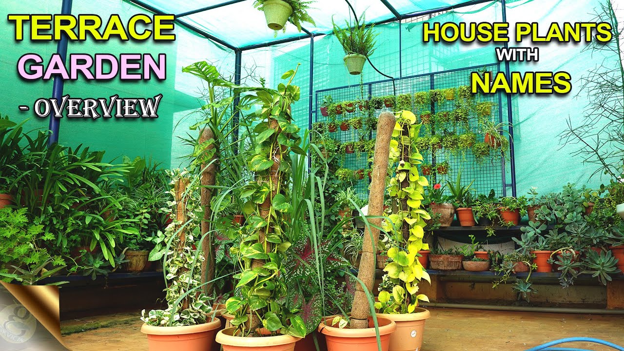 TERRACE GARDEN OVERVIEW AUGUST 2021 &ndash; HOUSE PLANTS TOUR BY GARDEN TIPS