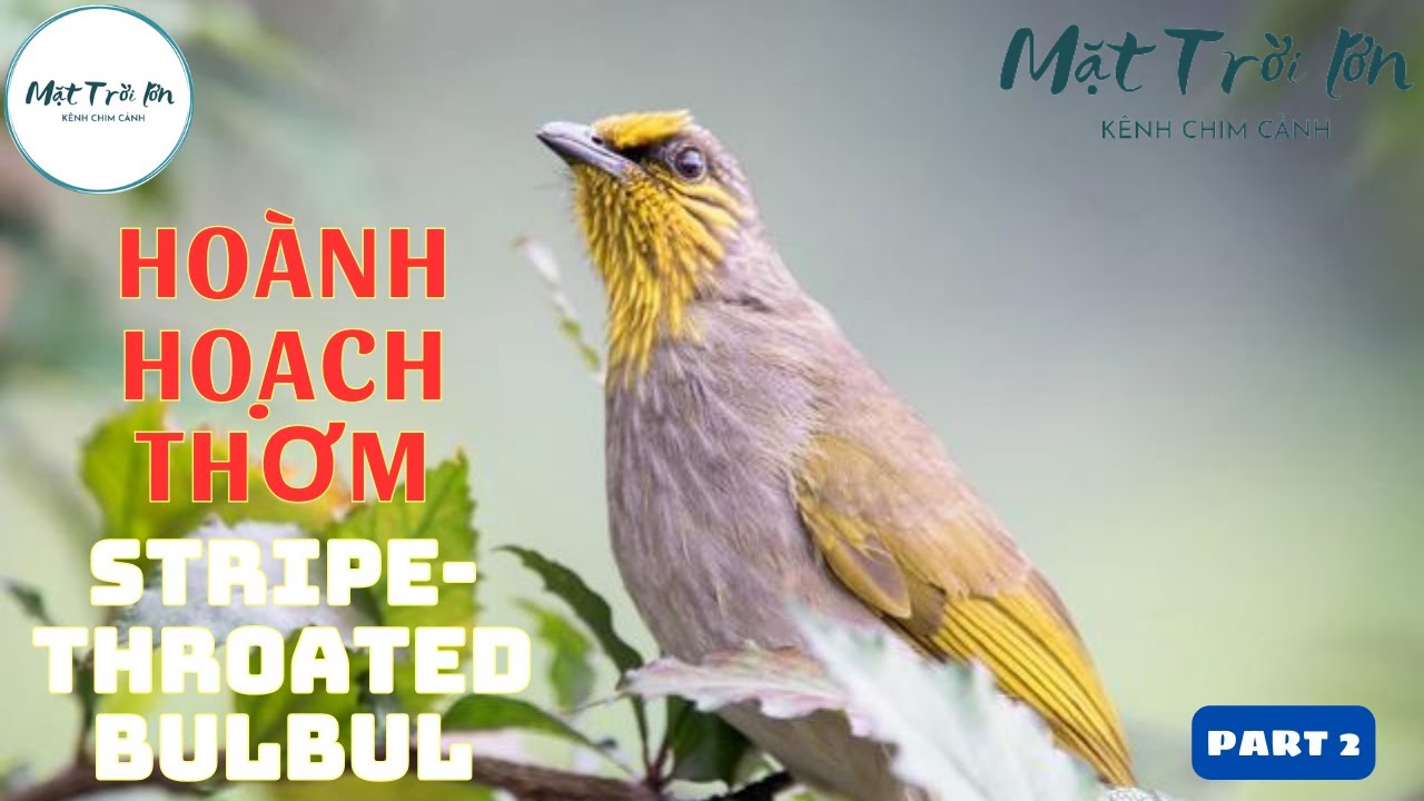 ✅Tiếng chim Hoành hoạch thơm mồi | Bông lau họng vạch | Stripe-Throated Bulbul | นกปรอดคอลาย (P2)