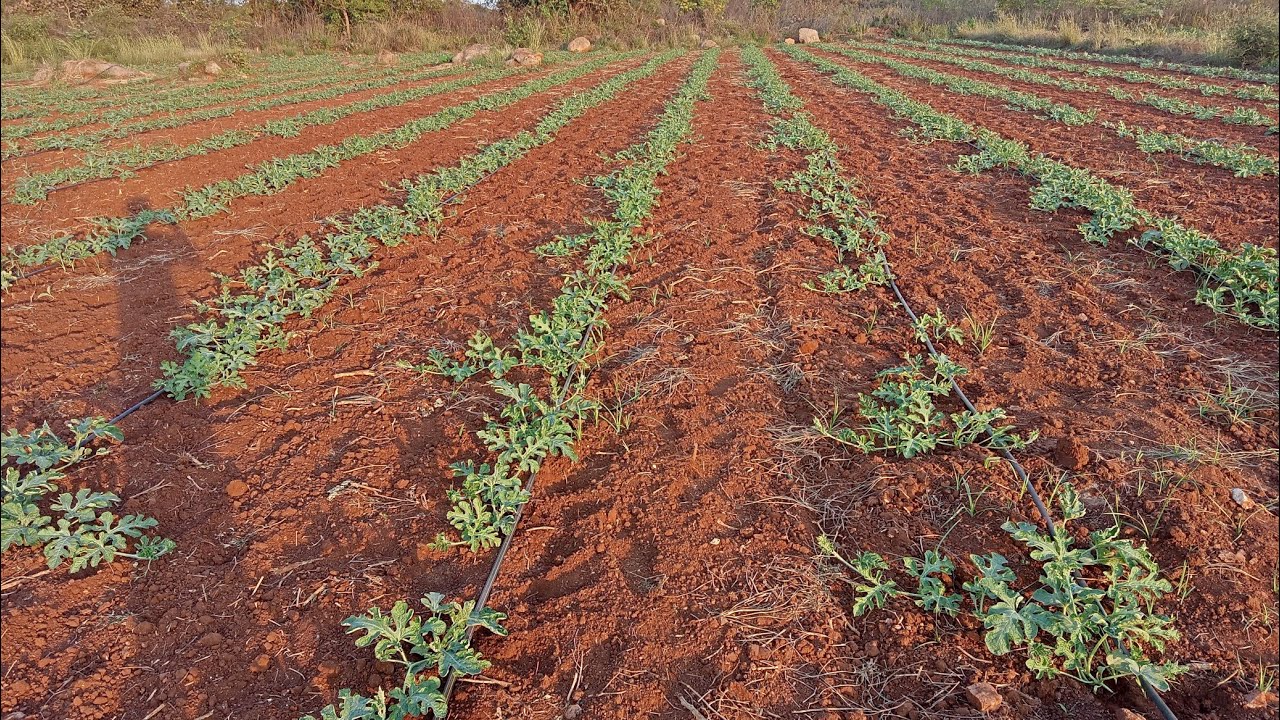 watermelon cultivation without mulching, 30 days filed || Low investment watermelon cultivation