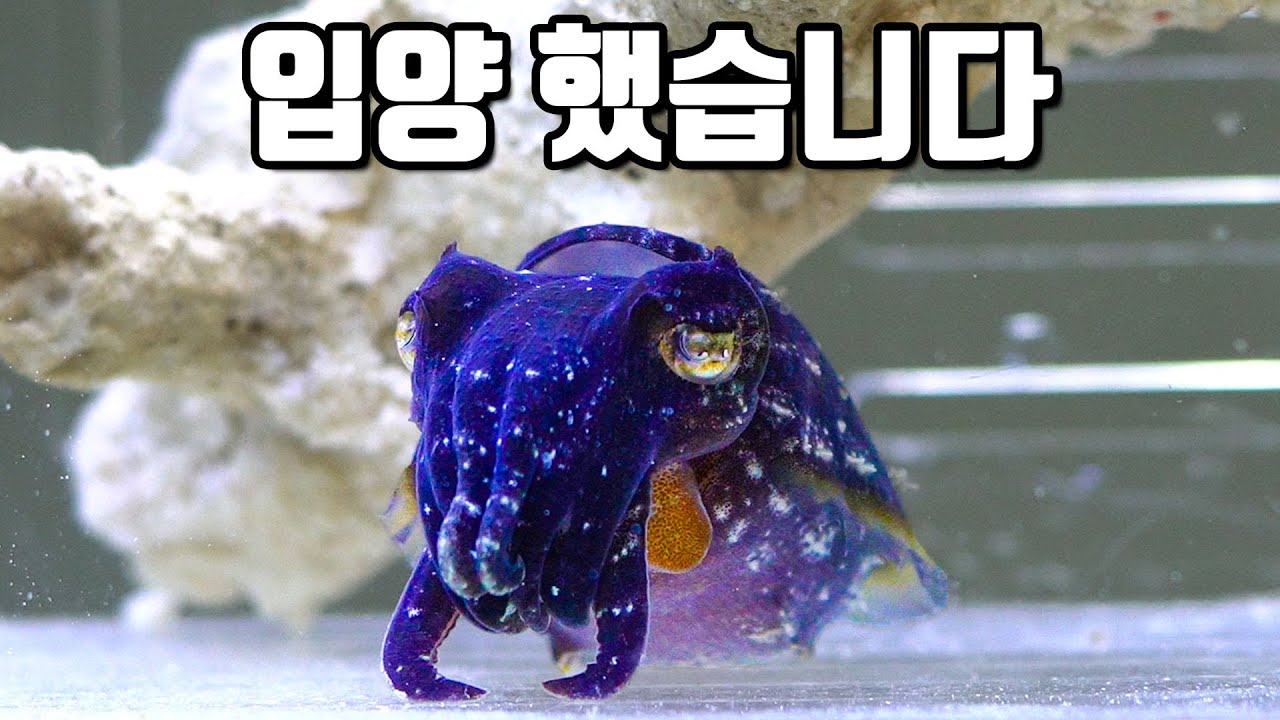천재 사냥꾼 갑오징어를 입양했습니다~ genius hunter cuttlefish [해수인TV]