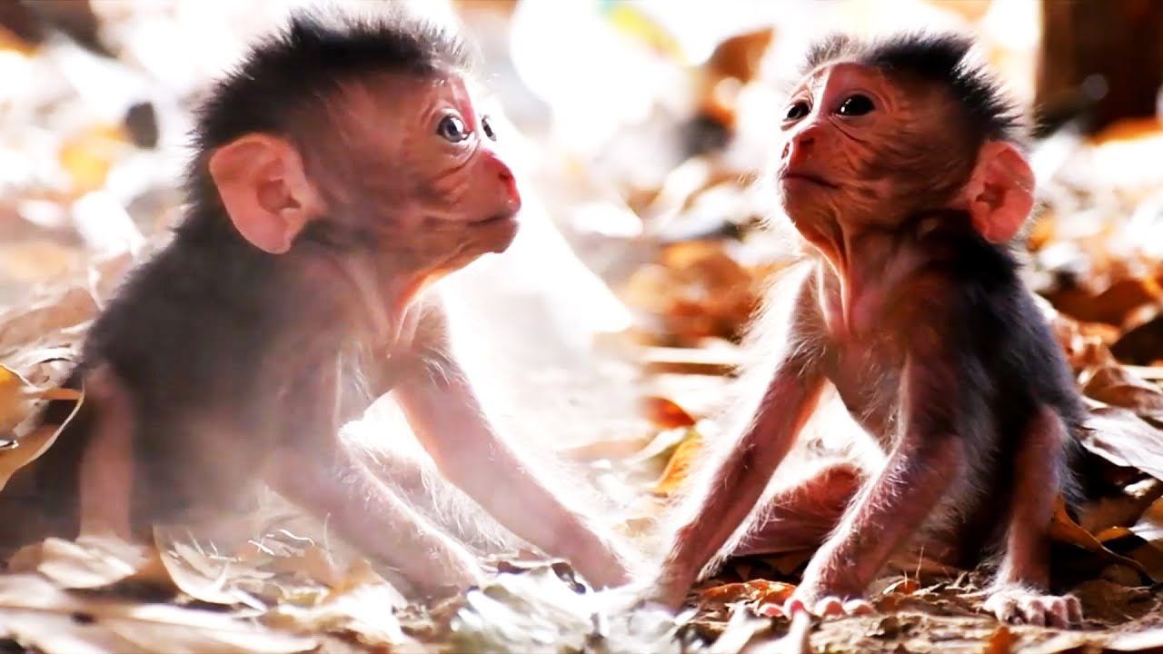 Top Compilation Moments Of Baby Monkey Trying To Request Milk From Mommy, Adorable Wildlife