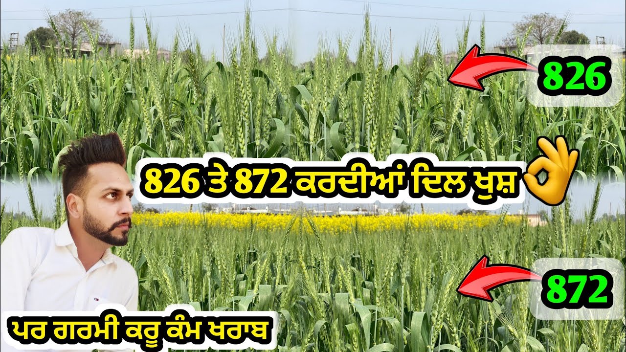ਬੱਲਾਂ ਕਰਦੀਆਂ ਰੂਹ ਖੁਸ਼ 