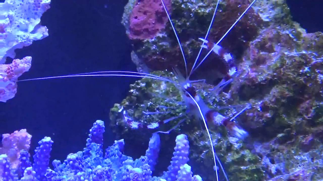 Caring for Coral Banded Shrimp