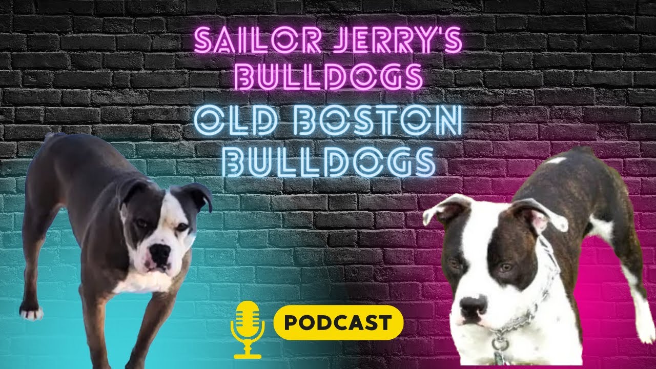 Breeder Profile 025: Old Boston Bulldogs - Jerry McDaniel from Sailor Jerry's Bulldogs