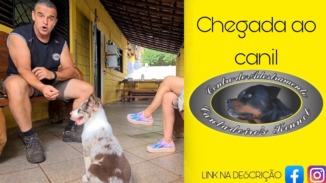 #1 THOR - BORDER COLLIE chegada ao canil com apenas 3 meses