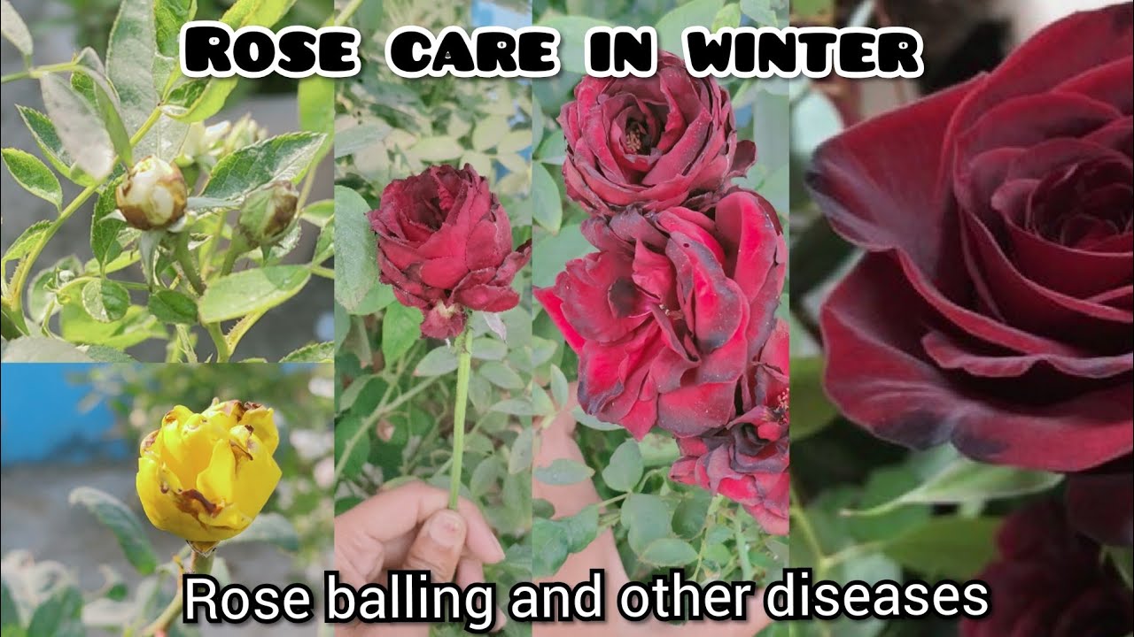 Rose balling/care of rose in winter/how to care rose in winter/what cause rose petal to dry/dark red