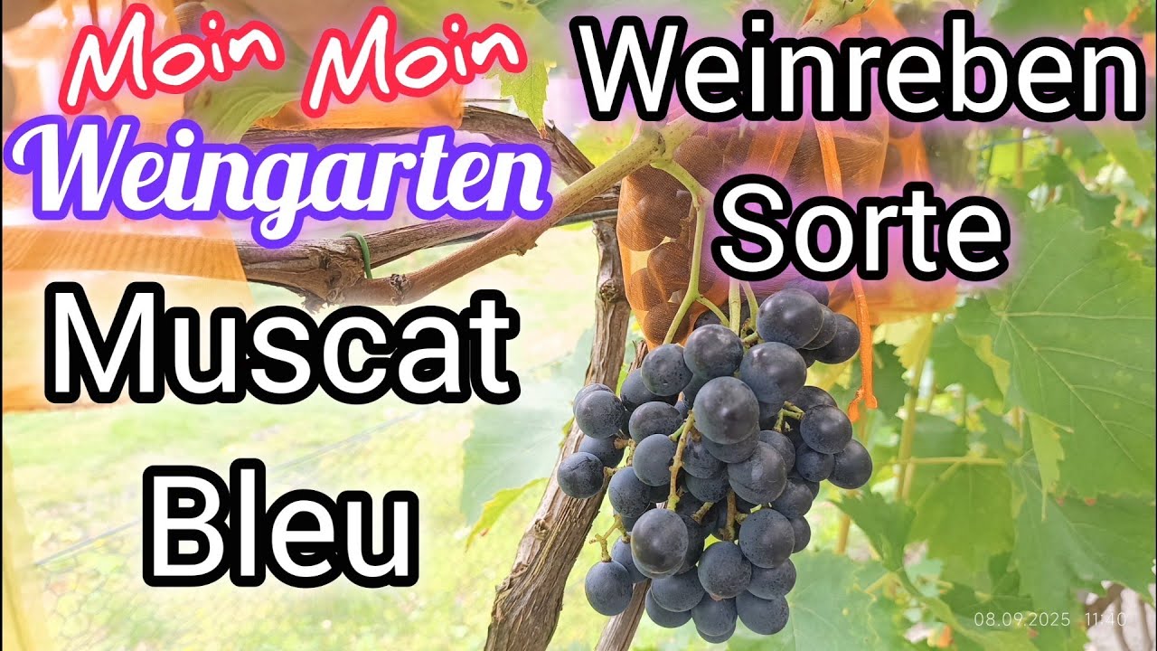 Weinrebe Muscat Bleu 