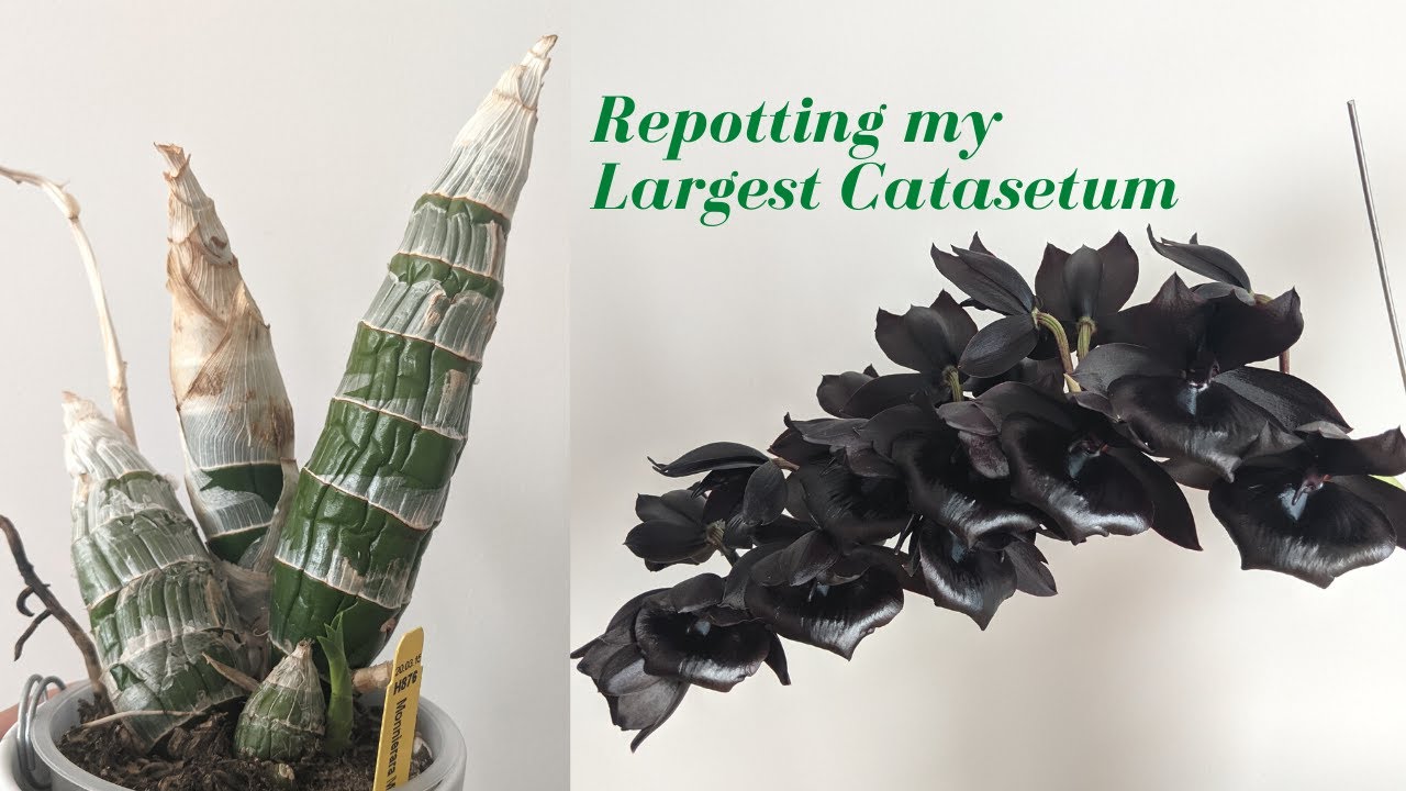 Repotting My Largest Catasetum Orchid | Millennium Magic 🪄 The Black Orchid!